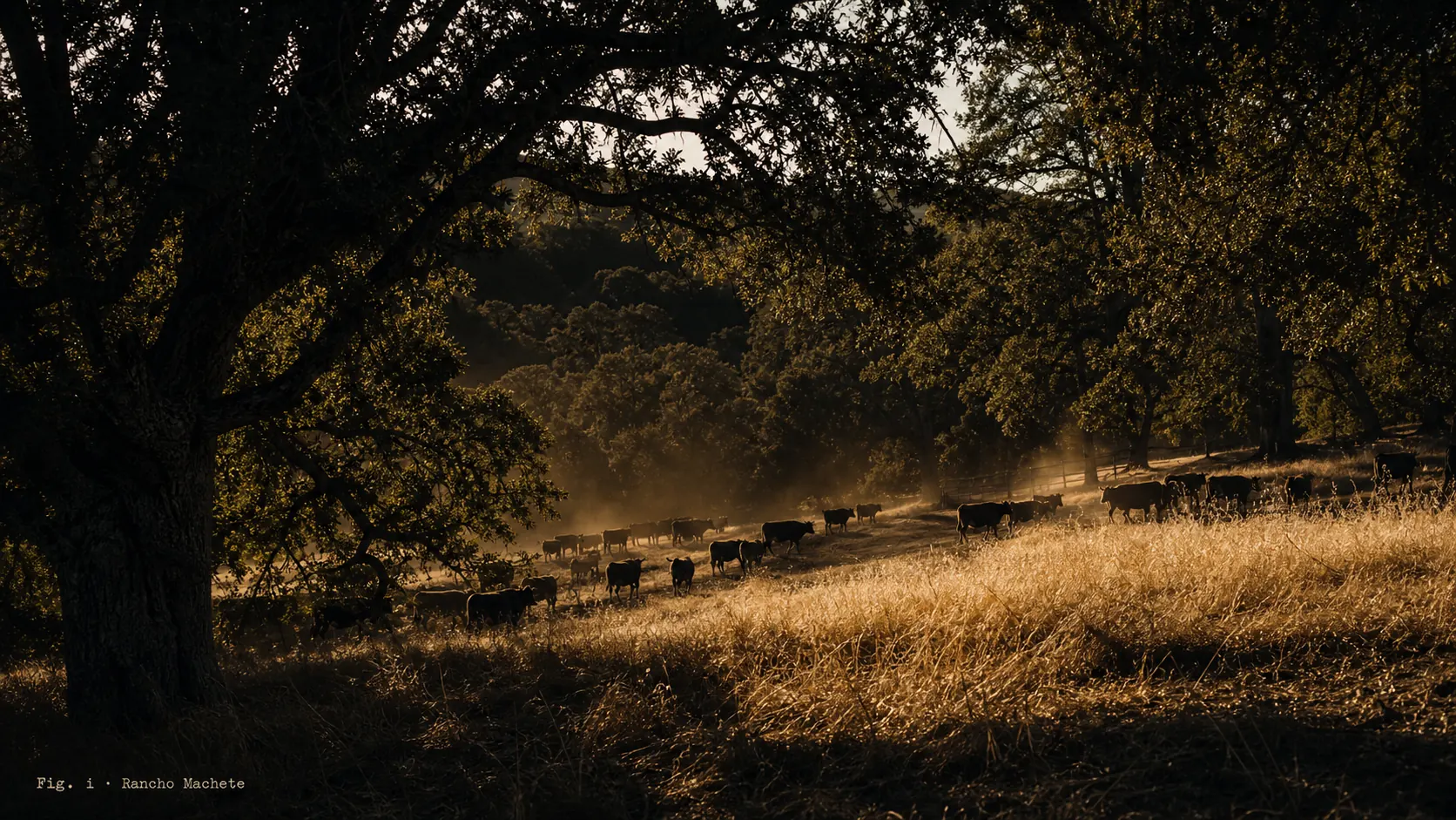 Open pasture and orchard in the Sierra foothills