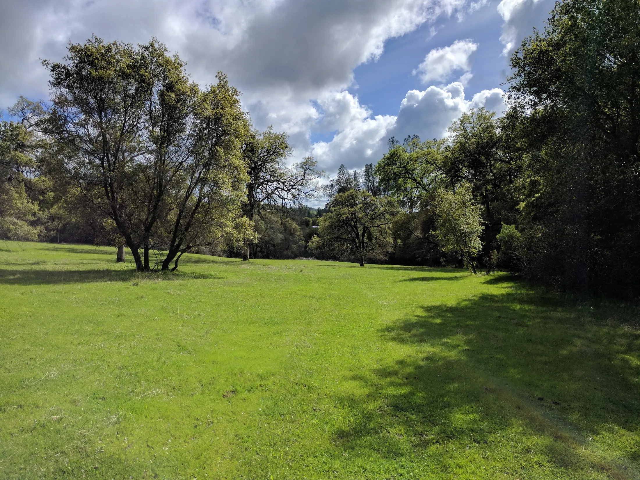 Working pasture at Rancho Machete